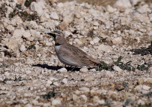 Horned Lark _0739.JPG